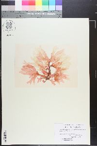 Agardhiella floridana image