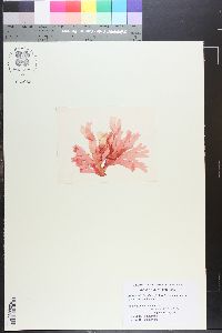 Agardhiella floridana image