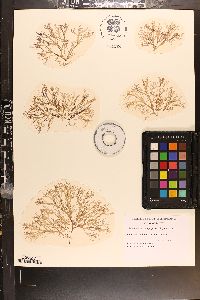 Thamnophyllis laingii image