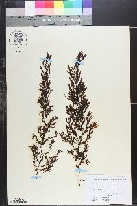 Sargassum brandegeei image