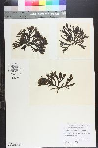 Codium simulans image