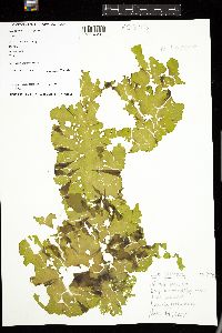 Ulva australis image