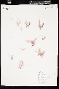 Porphyra yezoensis image
