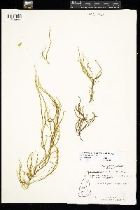 Image of Acrothrix gracilis