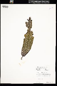 Agarum clathratum image