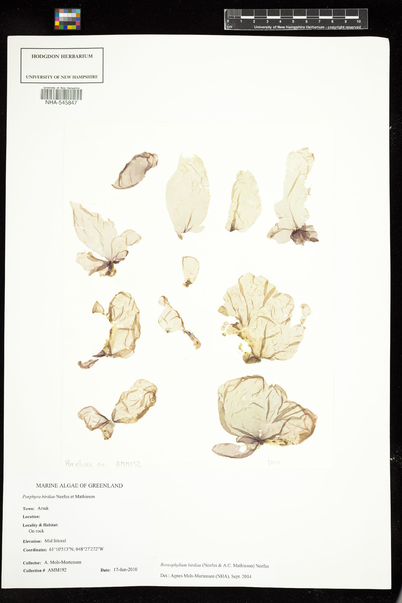 Boreophyllum birdiae image