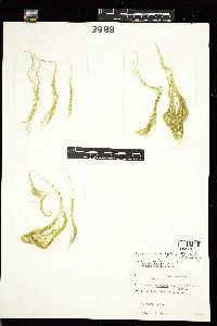 Urospora wormskioldii image