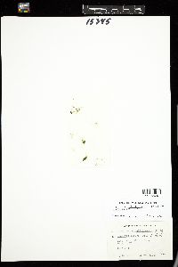 Urospora penicilliformis image