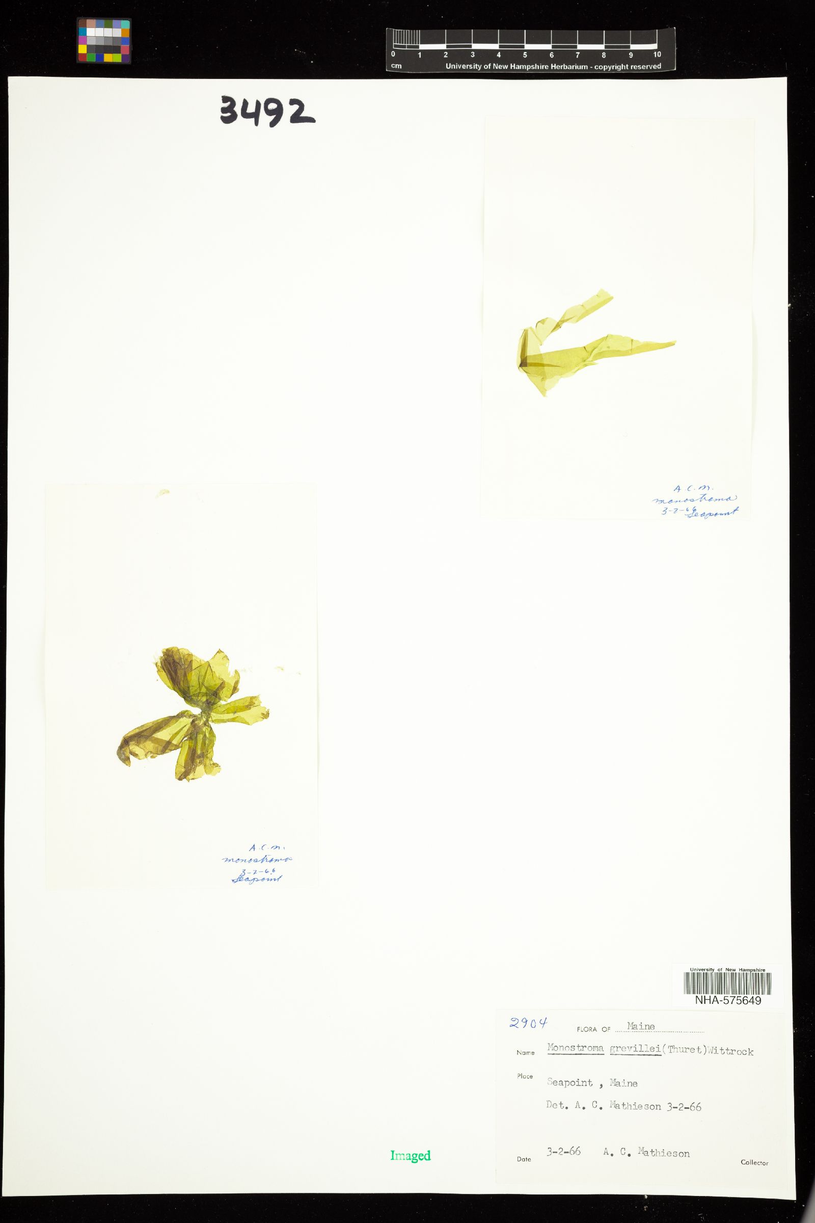 Gomontiaceae image