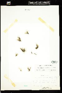 Capsosiphon groenlandicus image