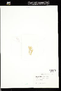 Caulerpa filicoides image