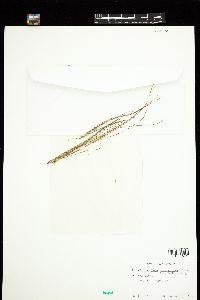 Chaetomorpha melagonium image