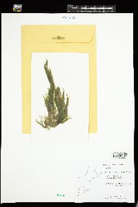 Cladophora ruchingeri image