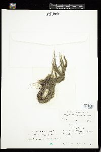 Cladophora ruchingeri image