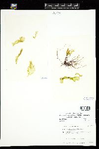 Protomonostroma undulatum image