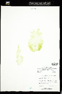 Protomonostroma undulatum image