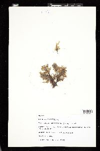 Coeloclonium verticillatum image