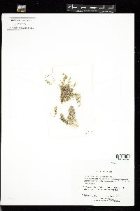 Corallina officinalis image