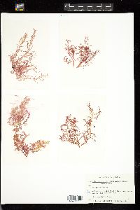 Gloiosiphonia capillaris image