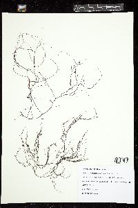 Gracilaria vermiculophylla image