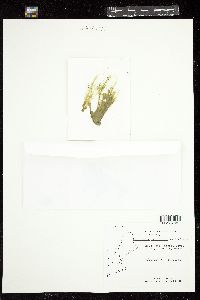 Microspora pachyderma image
