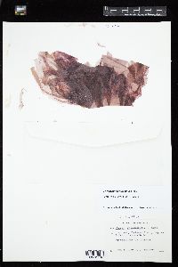 Porphyra purpurea image