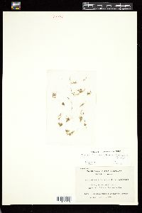 Image of Bachelotia antillarum