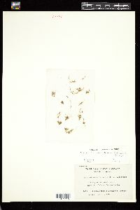 Bachelotia antillarum image