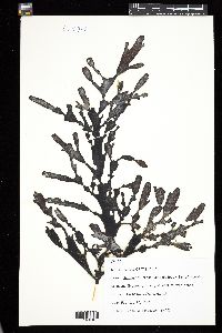 Carpoglossum confluens image