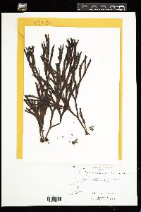 Fucus evanescens image