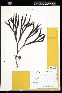 Fucus evanescens image