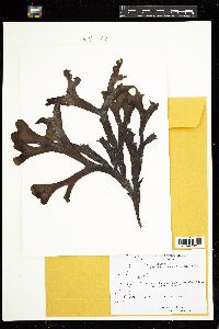 Fucus evanescens image