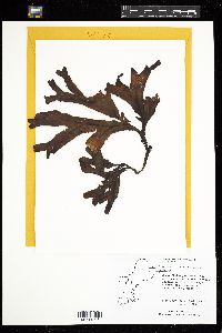 Fucus evanescens image