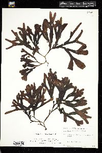 Fucus evanescens image