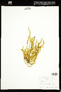 Petalonia fascia image
