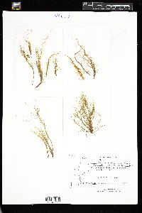 Dictyosiphon foeniculaceus image
