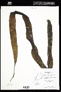 Ectocarpus fasciculatus image