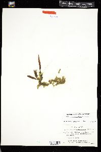 Ectocarpus siliculosus image