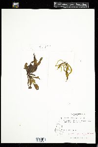 Petalonia binghamiae image
