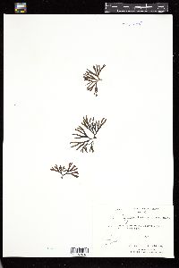 Fucus distichus image