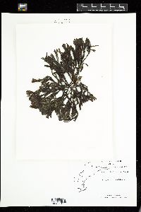 Fucus distichus image