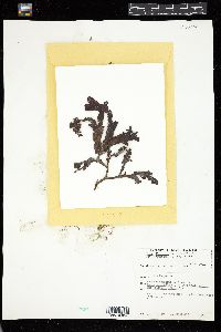 Fucus evanescens image