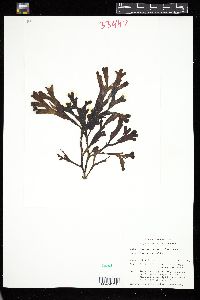 Fucus spiralis image