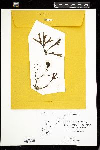 Fucus spiralis image