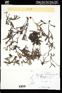 Fucus spiralis image