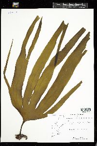 Laminaria digitata image