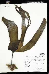 Laminaria digitata image