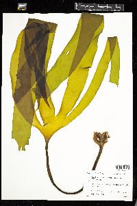 Laminaria digitata image