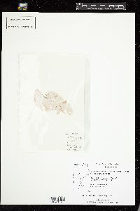 Pyropia katadae image