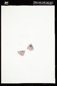 Leptophytum foecundum image